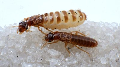 termite treatment gilbert az Protect Your Home Today
